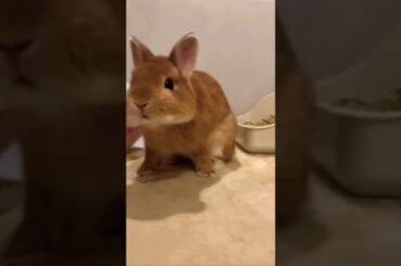 Funny Baby Bunny #short #bunny #shorts #rabbit #animal #animals #pet #pets #cuteanimals #cute #baby