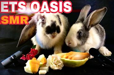 Morning routine, cute rabbit Oddie eating beautiful fruits set|ASMR rabbit Mukbang eating vlog 77