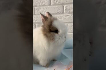 cute rabbit shorts #cute bunny shorts