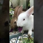Sisterhood share the food #rabbitvlog #rabbit #bunny #cuteanimals #cutebunny#cutebunnyrabbit