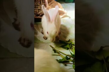 Funny and cute rabbit /bunny