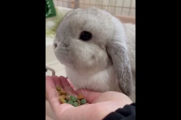 cute bunny eating his dinner