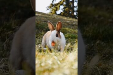 cute rabbit