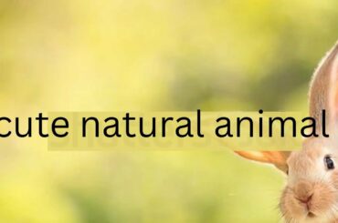 Cute Baby Bunny Rabbit Videos - Baby Animal Video Compilation (2022),Bangla.