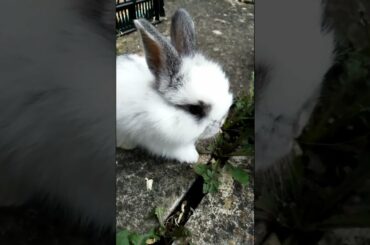 CUTE BUNNY FUNNY EATING