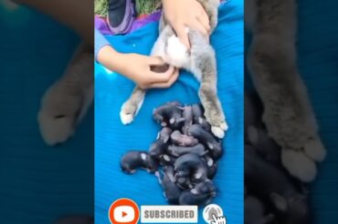 Cute Bunny Giving Birth