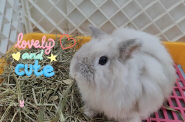 Pet Rabbit World - Funny and Cute Bunny Rabbits Compilation Video 16