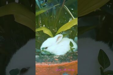 three little cute rabbit in my garden! #shorts #animallover #shortsyoutube