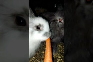 FUNNY BABY BUNNY RABBITS EATING