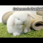 Cute Baby Rabbit Grooming Our Face|| Cute Holland Lop Baby Rabbit||