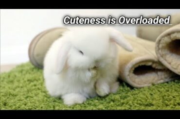 Cute Baby Rabbit Grooming Our Face|| Cute Holland Lop Baby Rabbit||