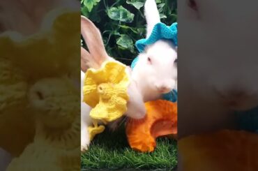 cute bunny eating pumpkin #kelinci #kelincilucu #hewanpeliharaan