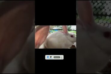 funny animal videos,cute bunnies,cute rabbit