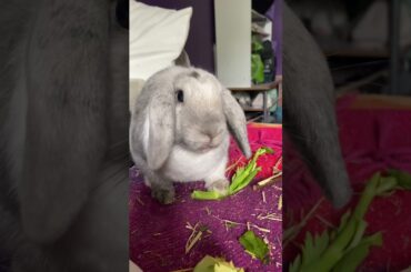 Cute bunny rabbit protecting and eating celery
