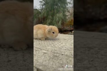 Cute rabbit #short #viral #viralshots #viralvideo #shorts #trending