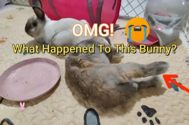 Cute Bunny Rabbit - OMG! What Happened To This Bunny