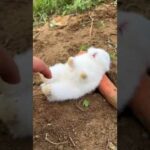 Funny and Cute Rabbit - Short Video