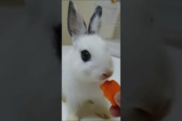 Cute Rabbit Eating Carrot | Funny and Cute Baby Bunny Videos | Relaxing Rabbit Video