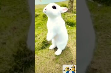cute rabbit