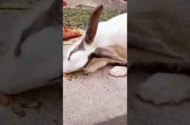 beautifully  brown cute rabbit