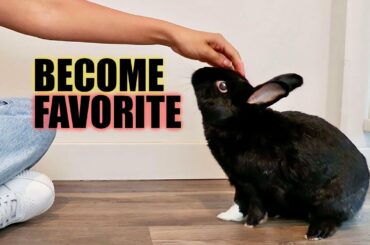 How Rabbits Choose Their Favorite Person