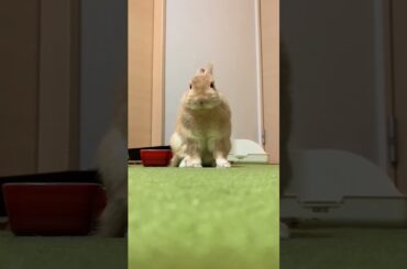 Cute Rabbit Video #short #shorts #rabbit #bunny #viral #viralvideo #animal #animals #pets #cute#baby
