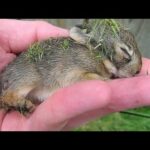 Rescue Wild Baby Rabbit|||Cute Baby Rabbit||
