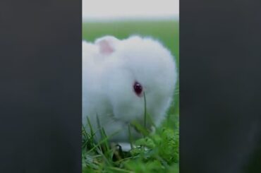 Cute Bunny 3