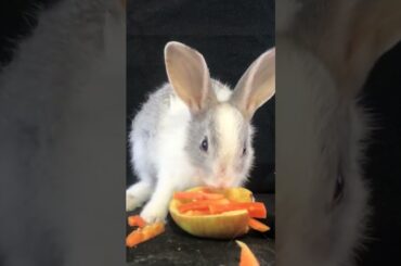 Super cute rabbit do asmr #rabbitvlog #morningroutine #rabbit #bunnylife #asmreating