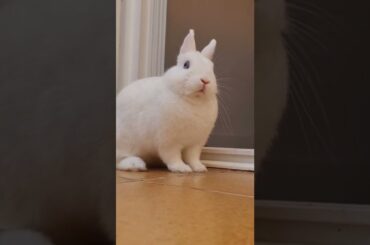 cute rabbit #shorts