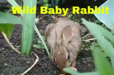 Wild Baby Rabbits are so Cute!