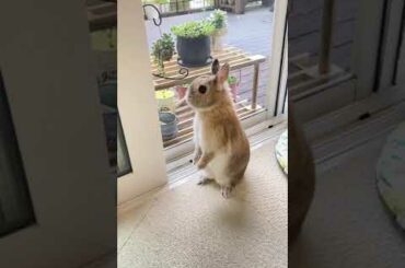 Funny and Cute Rabbit #shorts