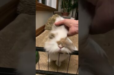Stop being so cute! #bunny