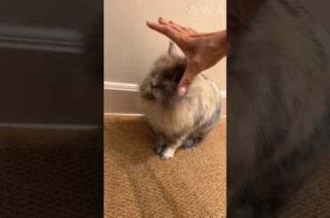 Cute rabbit | pet rabbit | funny rabbit
