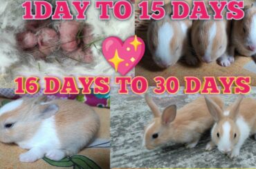 The Cutest Baby Bunny Rabbit Growing Up 1 To 30 Days#update #petlover #rabbits