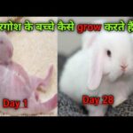 Bunnies Growing Up 1Day To 28 Days||Cute Baby Rabbit|| Holland Lop Baby Rabbit||
