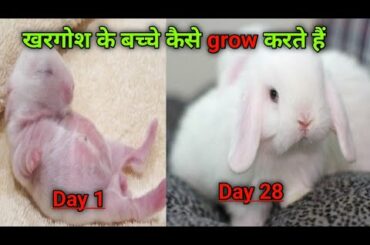 Bunnies Growing Up 1Day To 28 Days||Cute Baby Rabbit|| Holland Lop Baby Rabbit||