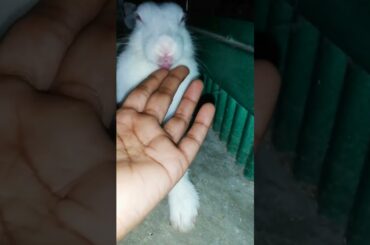 The adorable animal # cute bunny #shorts