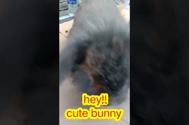 Cute bunny #bunny #cuteanimals #shorts
