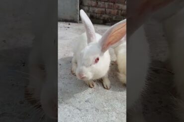 cute rabbit