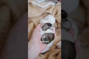 Cute Baby Rabbit: The Cutest Rabbit You've Ever Seen #Shorts