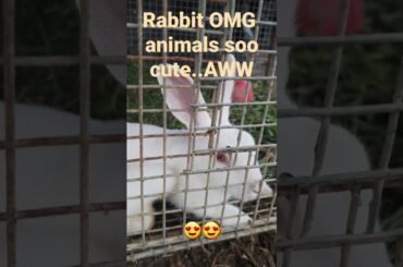 Cute Bunny Resting #shorts Rabbit OMG