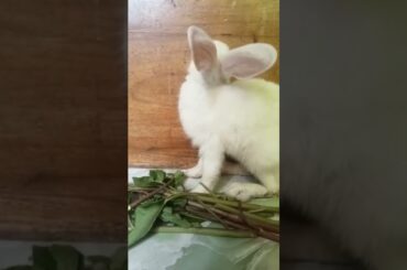 cute rabbit