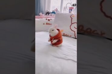 Adorable baby rabbit dancing #shorts #petshorts #pets #rabbit