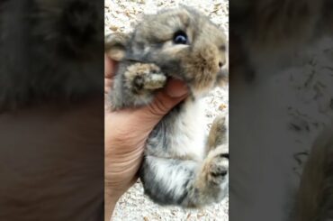 SUPER ADORABLE CUTE BUNNY FUN