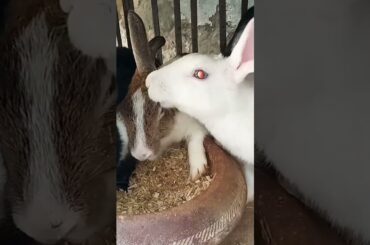 cute rabbit couple