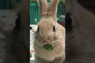 Baby cute rabbit have great time in garden #cuteanimals #rabbitvlog #bunny #morningroutine #cute
