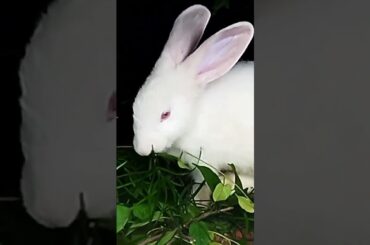 cute rabbit baby#shorts