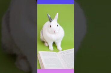 #Cute rabbit#CuteCat