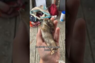 Rescuing a baby bunny fallen on the road street - #rabbitfun2k #adoptdontshop #adopted #shorts